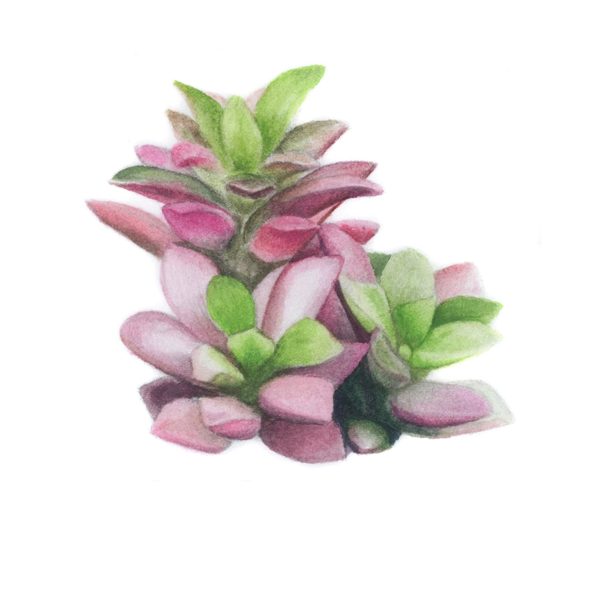 Sand Rose