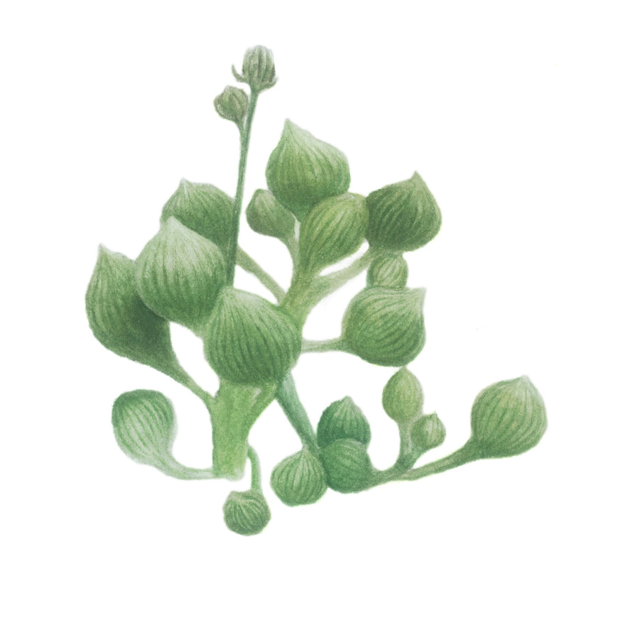 String of Tears