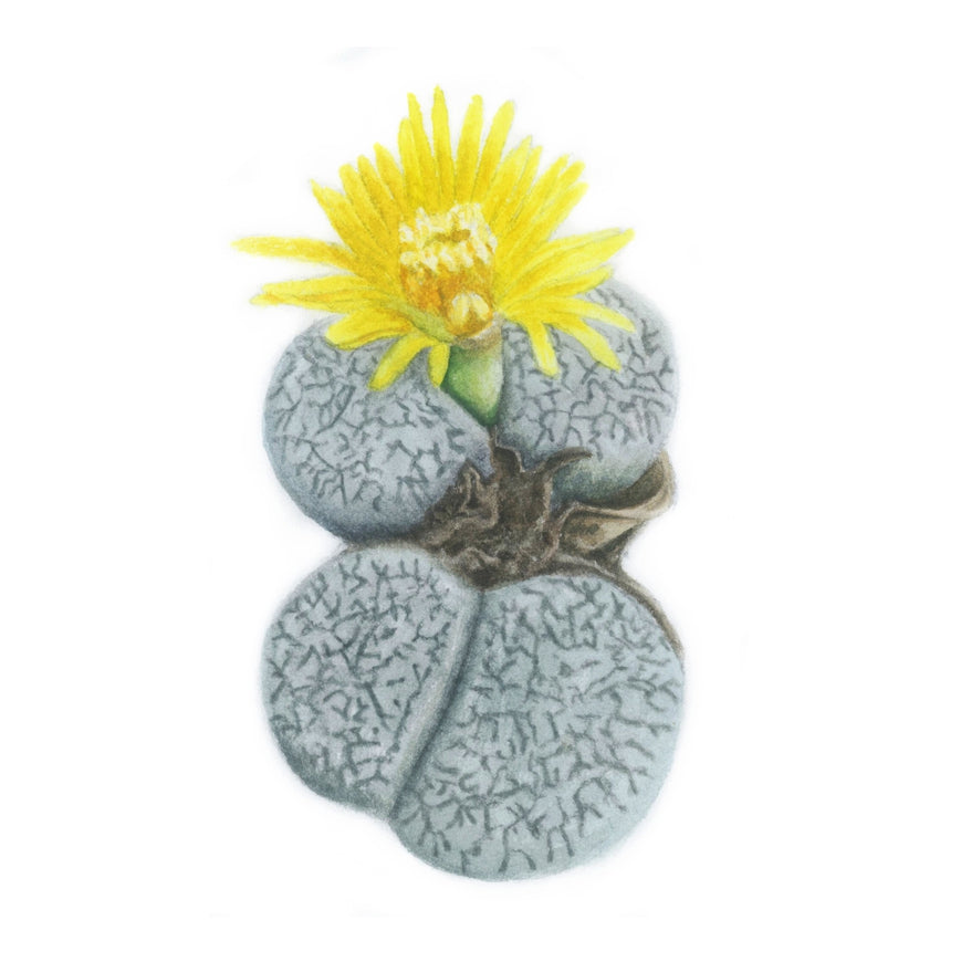 Living Stone