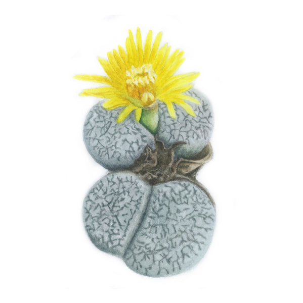 Living Stone