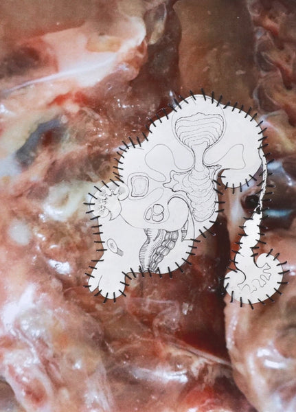 Parasite V (in)