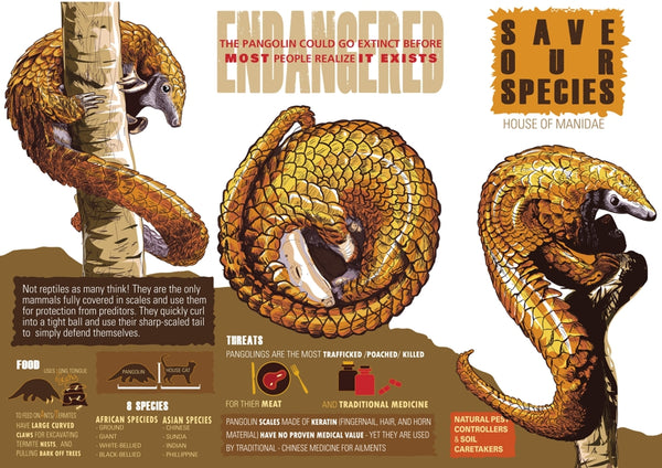 African Pangolin Inforgraphic Poster